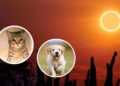 Los secretos de los animales ante los eclipses